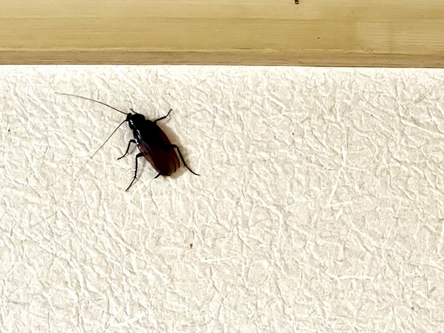 ゴキブリを1匹見つけたら何匹いる？家に潜む危険と対策方法